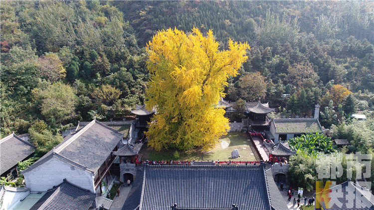 最美秋景! 西安古观音禅寺千年银杏树秋意浓
