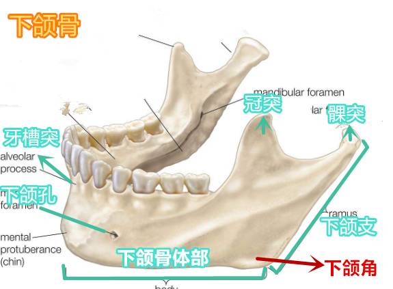 5cm,下颌角点与耳垂的垂直距离为1cm左右;下颌体与下颌升支的角度约