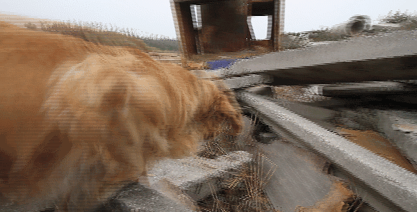老了去世了,把身体捐给搜救犬事业|海地|地震|搜救犬_新浪军事_新浪网