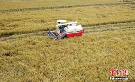 资料图：农民忙着收割超级稻。邓和平 摄