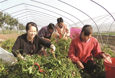 何娅娅(左一)正在帮助菜农采摘辣椒她像一缕春风,把党的富民政策吹拂