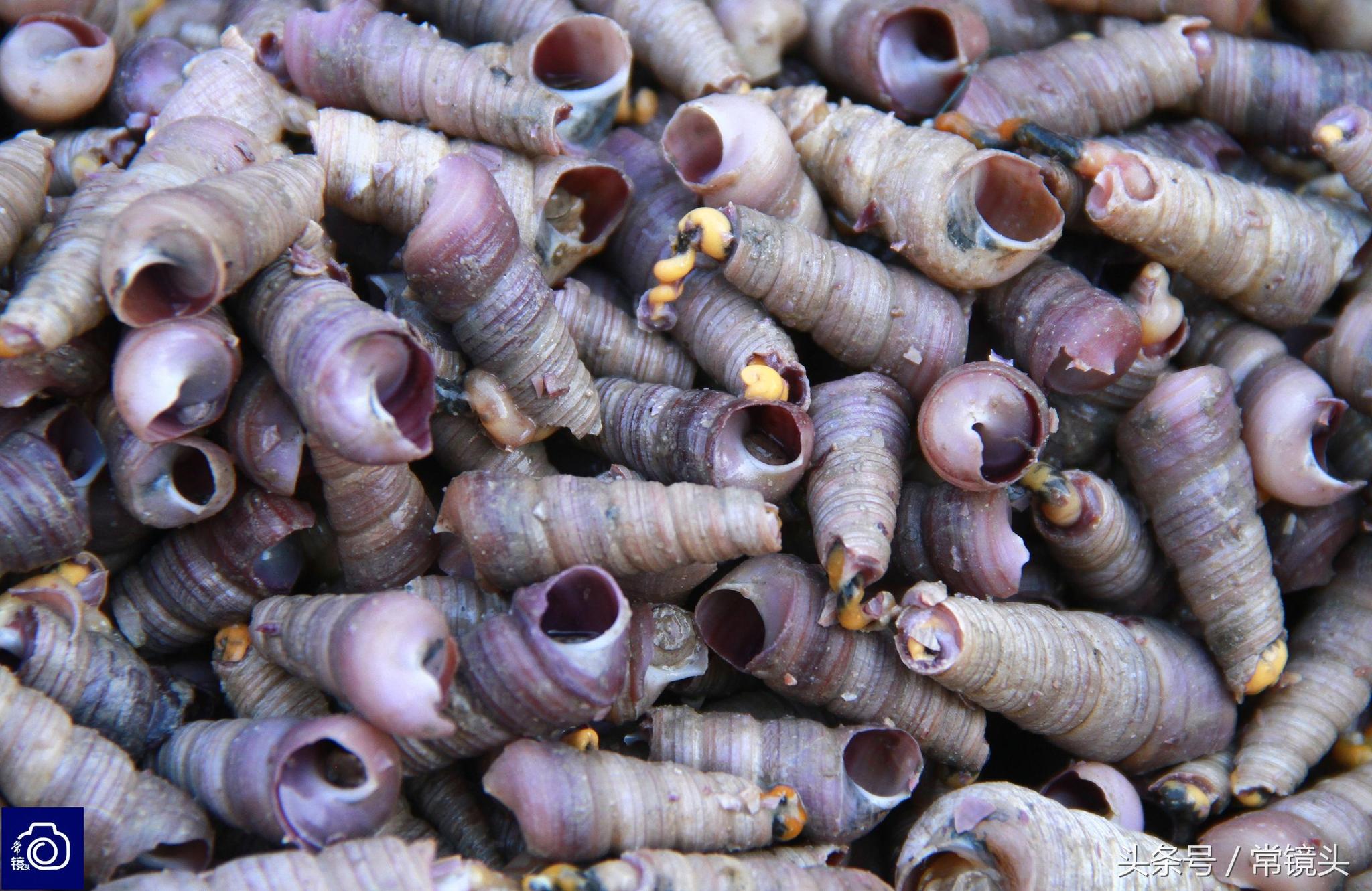 为了方便做菜时入味,容易吸食,海鲜市场里,擅长砸钉螺的技术工颇受