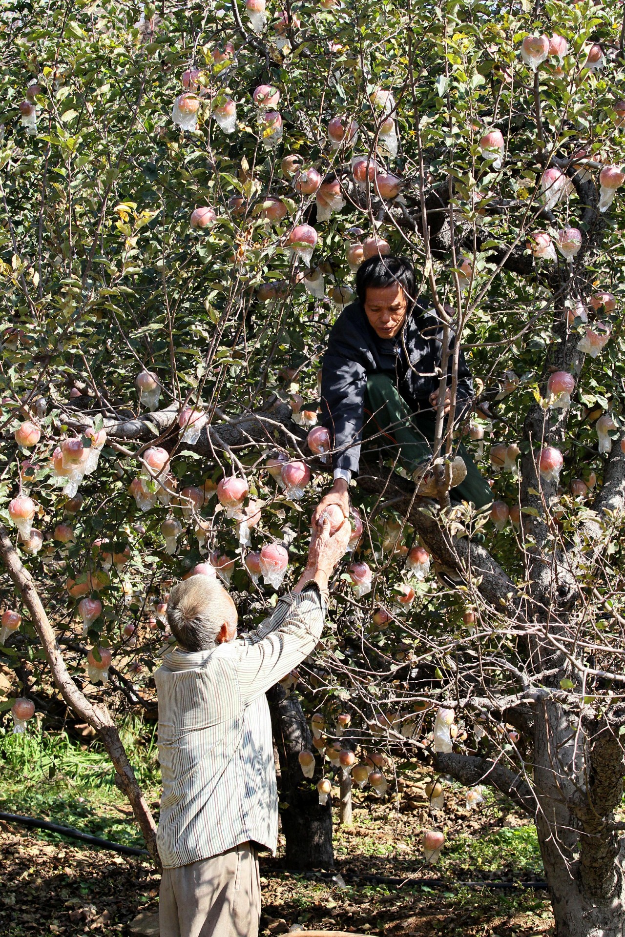 紧急5000斤苹果滞销急坏元氏这家贫困果农看看这两个背影大家买苹果请