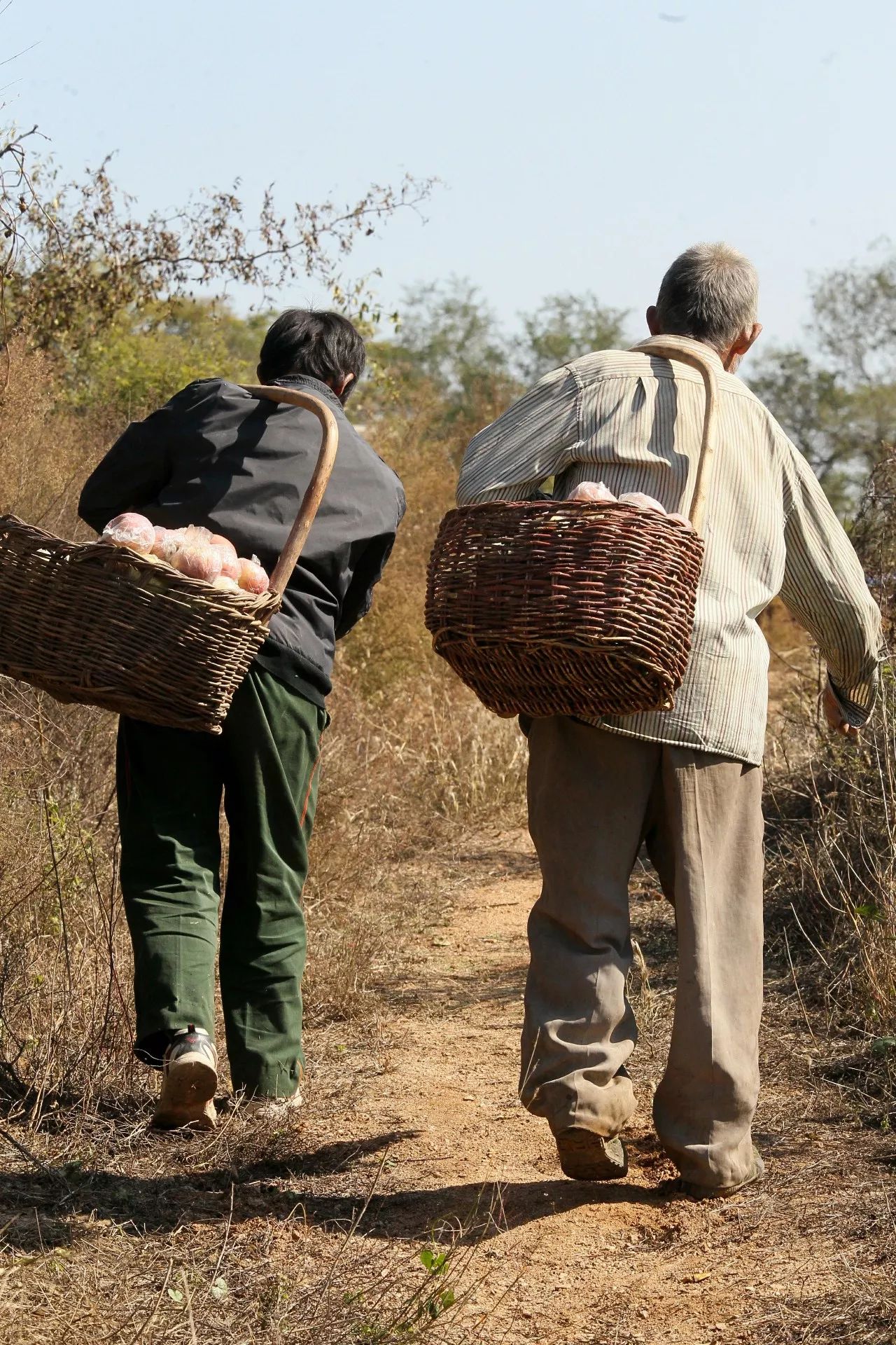 紧急5000斤苹果滞销急坏元氏这家贫困果农看看这两个背影大家买苹果请