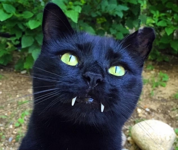 美尖牙猫咪扮吸血鬼迎万圣节气质高冷模样憨萌