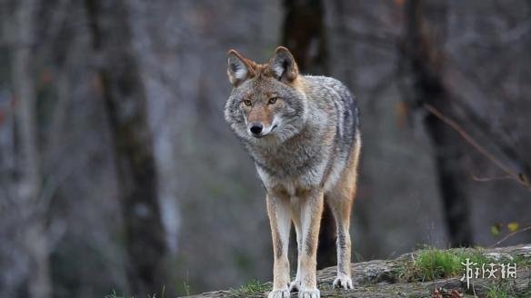 《地平线:黎明时分》冰尘雪野dlc新怪scorcher"炙炎者"官方介绍