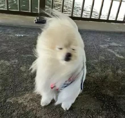 石家庄已开启抽风模式即将冻成冰棍的你小心被吹跑