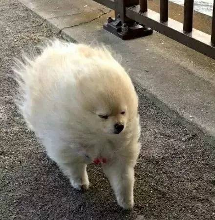 石家庄已开启抽风模式即将冻成冰棍的你小心被吹跑