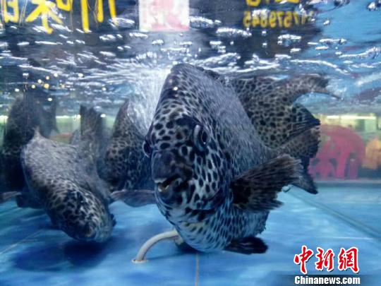 三亚海鲜宰客:三亚两家海鲜店因欺客宰客被实行“一次性死亡” 三亚一海鲜店销售的海鱼。(资料图片,图文无关) 尹海明 摄