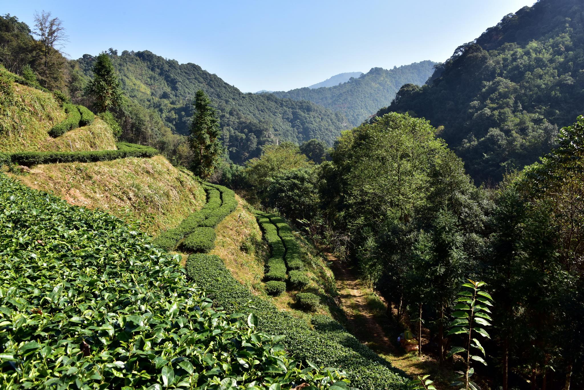 车八岭保护区的生意经:社区居民人均年收入从3500元涨到8500元