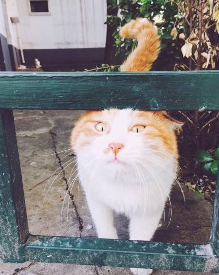 网友闲逛时,偶遇了一只正在一脸认真的奔跑的橘猫.