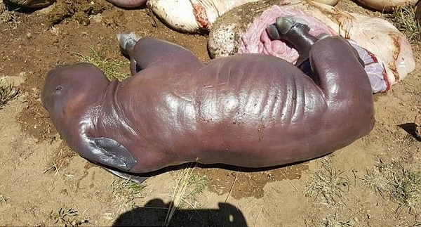 南非即将分娩犀牛遭残忍杀害犀牛宝宝胎死腹中