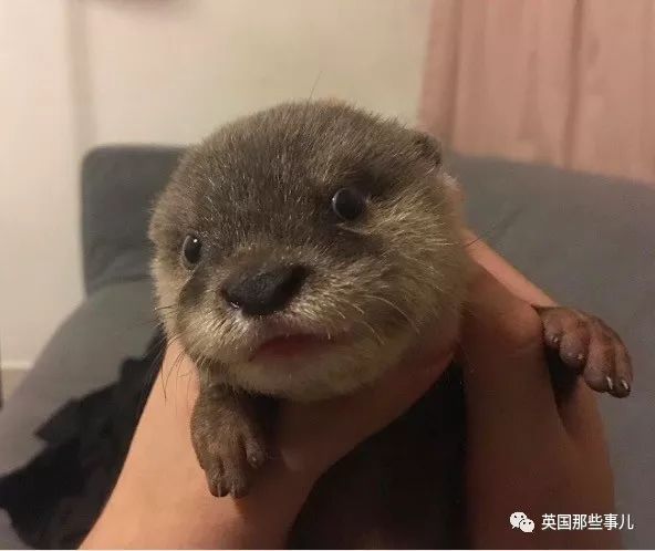 国外一对夫妻养了只黏人的水獭宝宝!简直是当孩子在养,样子萌哭了