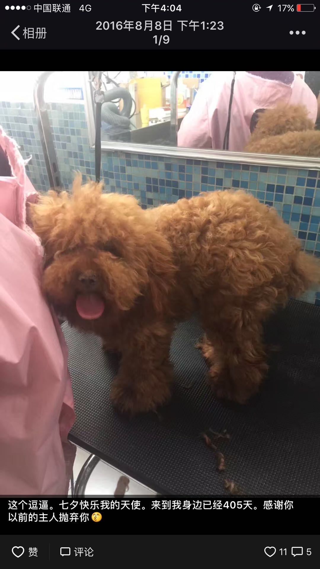 阿掌告诉你,怀孕与养狗其实并不冲突|其实|弓形虫|狗狗_新浪新闻