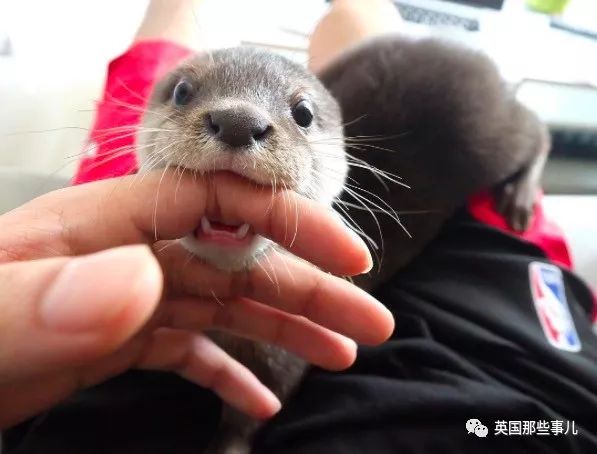 铲屎官夫妻俩,不过,尽管如此…cartel的铲屎官并不建议其他人收养水獭