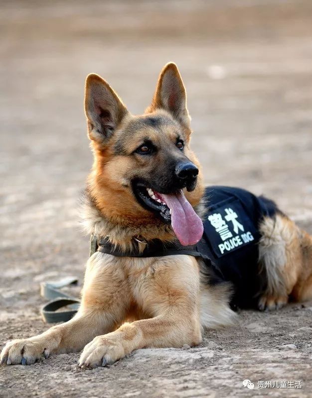 贵州|警犬|小记者_新浪新闻