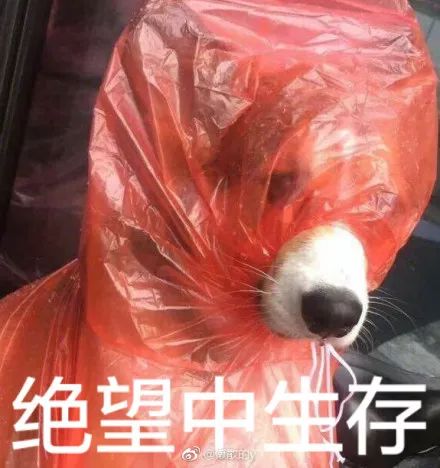 如果这是一只哈士奇,可能麻袋都套不住.主人