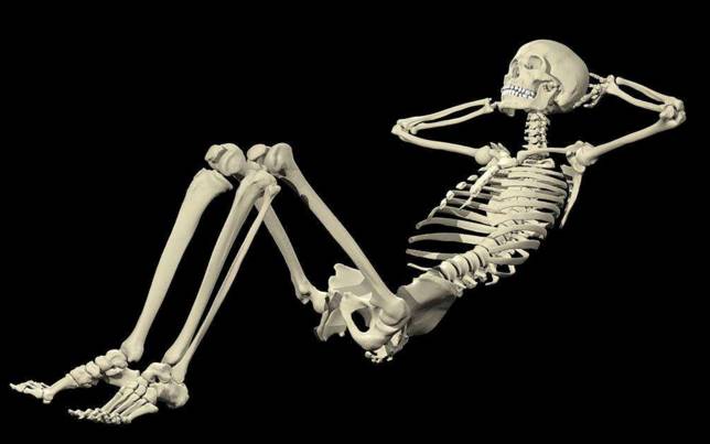 这些骨头大多数都靠滑膜关节,软骨关节或者纤维连接互相连接,只有一块