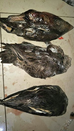 安徽姚岗村发现数千野鸭死体:翅膀佩戴科研用环