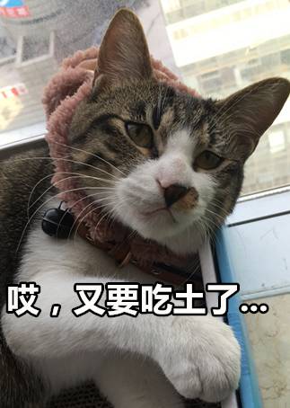 过完双十一,我家的猫要和我一起吃土了.
