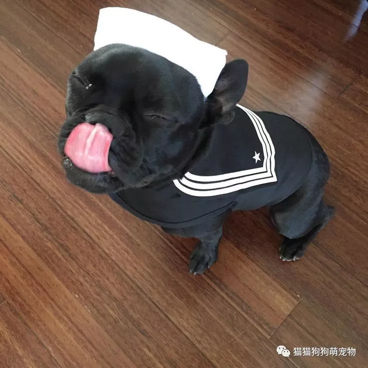 你无法抗拒这些穿制服的狗狗