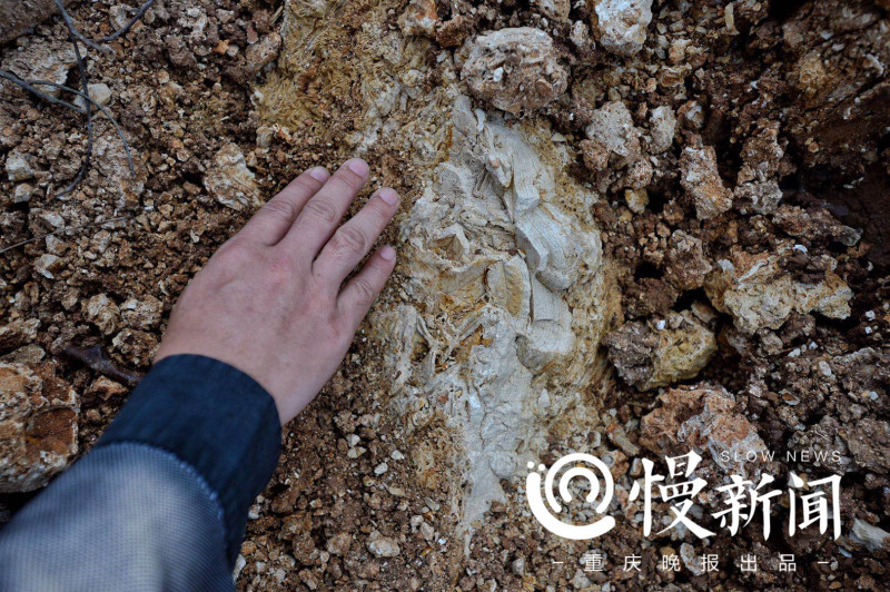 关注|被埋在地下,体如泡沫,身穿叶脉衣,快来猜猜我是谁|化石|树叶|叶