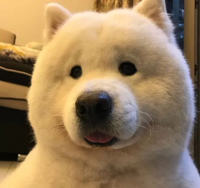 萨摩耶|仓鼠|短毛_新浪新闻