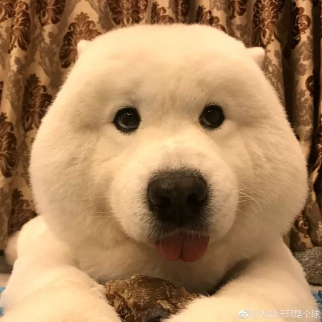 正文  这只犹如大号俊介,汪版仓鼠,盗版北极熊的萨摩耶,名叫bobo   长