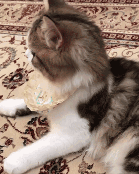 280_350竖版 竖屏gif 动态图 动图