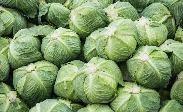 它才是蔬菜之王清理血管养胃护胃很厉害才几毛钱一斤