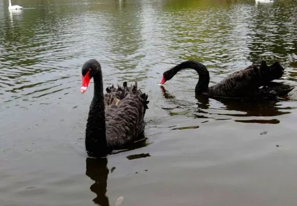 喜讯!沈阳地铁九号线最新消息来了,和平、皇姑