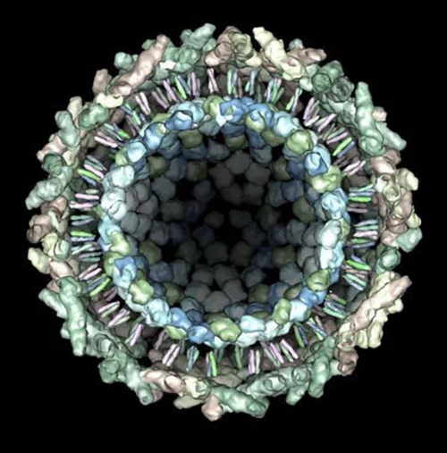 疫情五 基孔肯雅热chikungunyafever