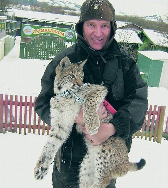 威尔士出逃猞猁被追回未果后惨遭射杀引争议
