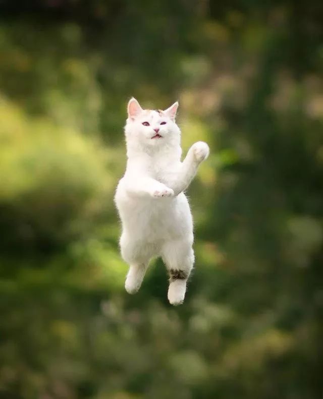 震惊!科学家发现了一个新物种——会飞的猫!