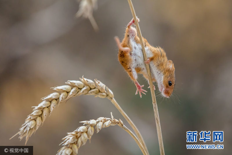 英国激萌收割鼠田野中觅食爬小麦杆大跳钢管舞图