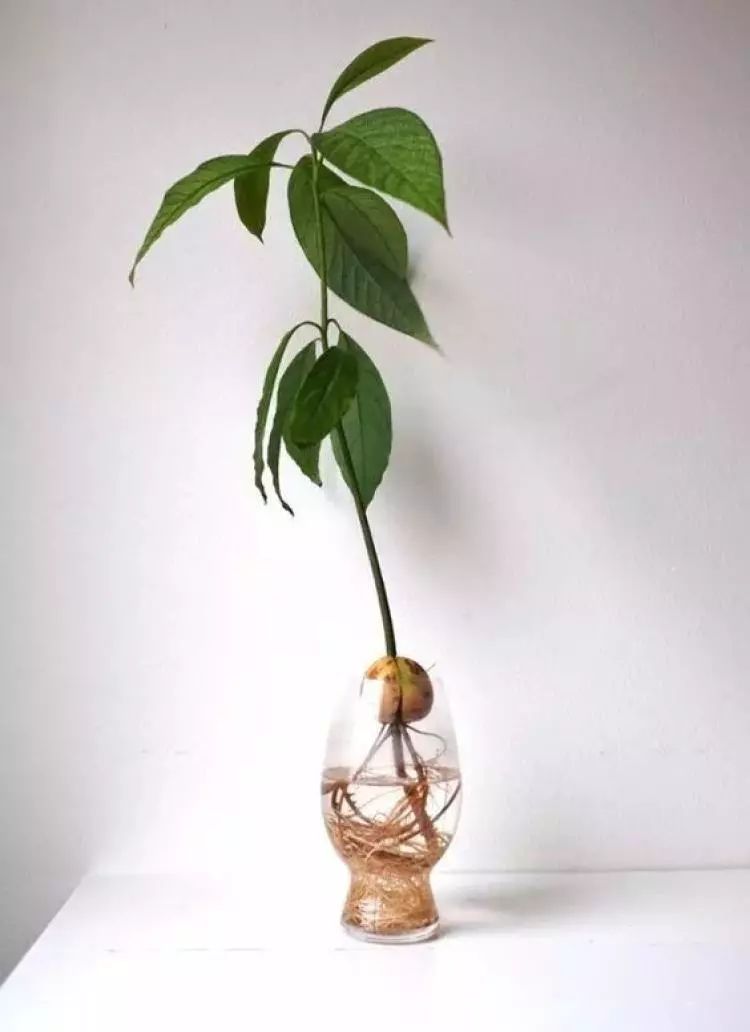牛油果盆栽 家里买了牛油果,吃完的果核去种盆栽,配上玻璃花瓶,绝对