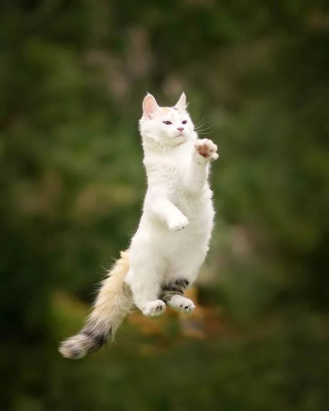 震惊!科学家发现了一个新物种——会飞的猫!