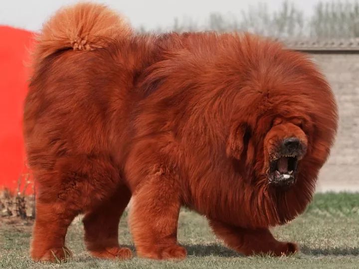 第一名还是它……|狗狗|金毛|藏獒_新浪新闻