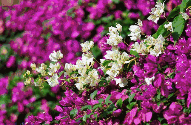 640_417gif 动态图 动图