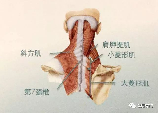 肩颈的大板筋图解图片