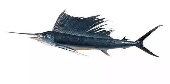 如:剑鱼,旗鱼,方头鱼,鲨鱼