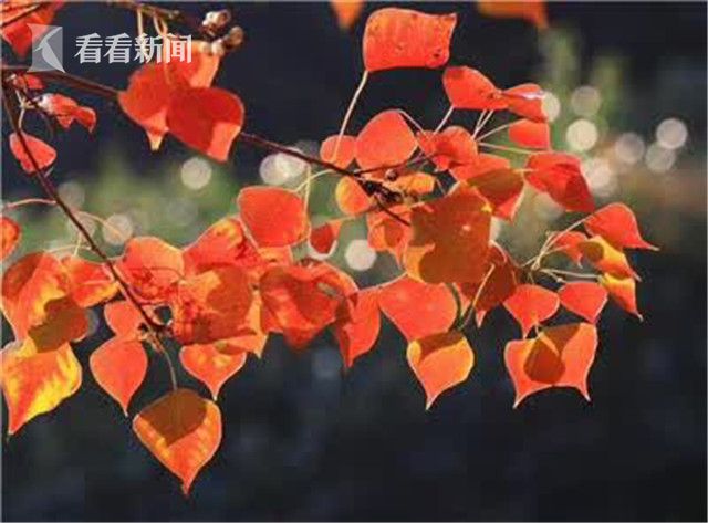 上海大戟科