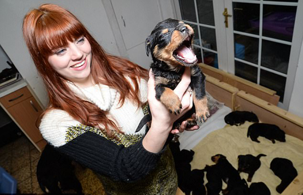 超级妈妈!英国一只罗威纳犬产下15只幼崽