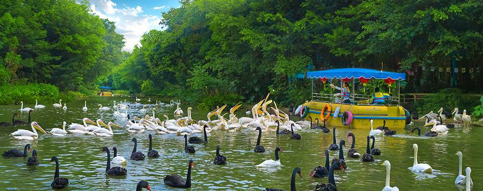 飞鸟"维密"大秀,满屏都是大长腿天鹅颈|天鹅|维密|乐园_新浪新闻