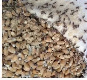 面粉加工厂设备_面粉厂加工设备图片_面粉厂加工设备有哪些