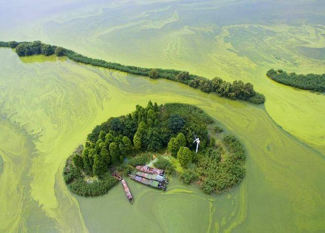 太湖的蓝藻问题,真的改善了吗?专家这样说
