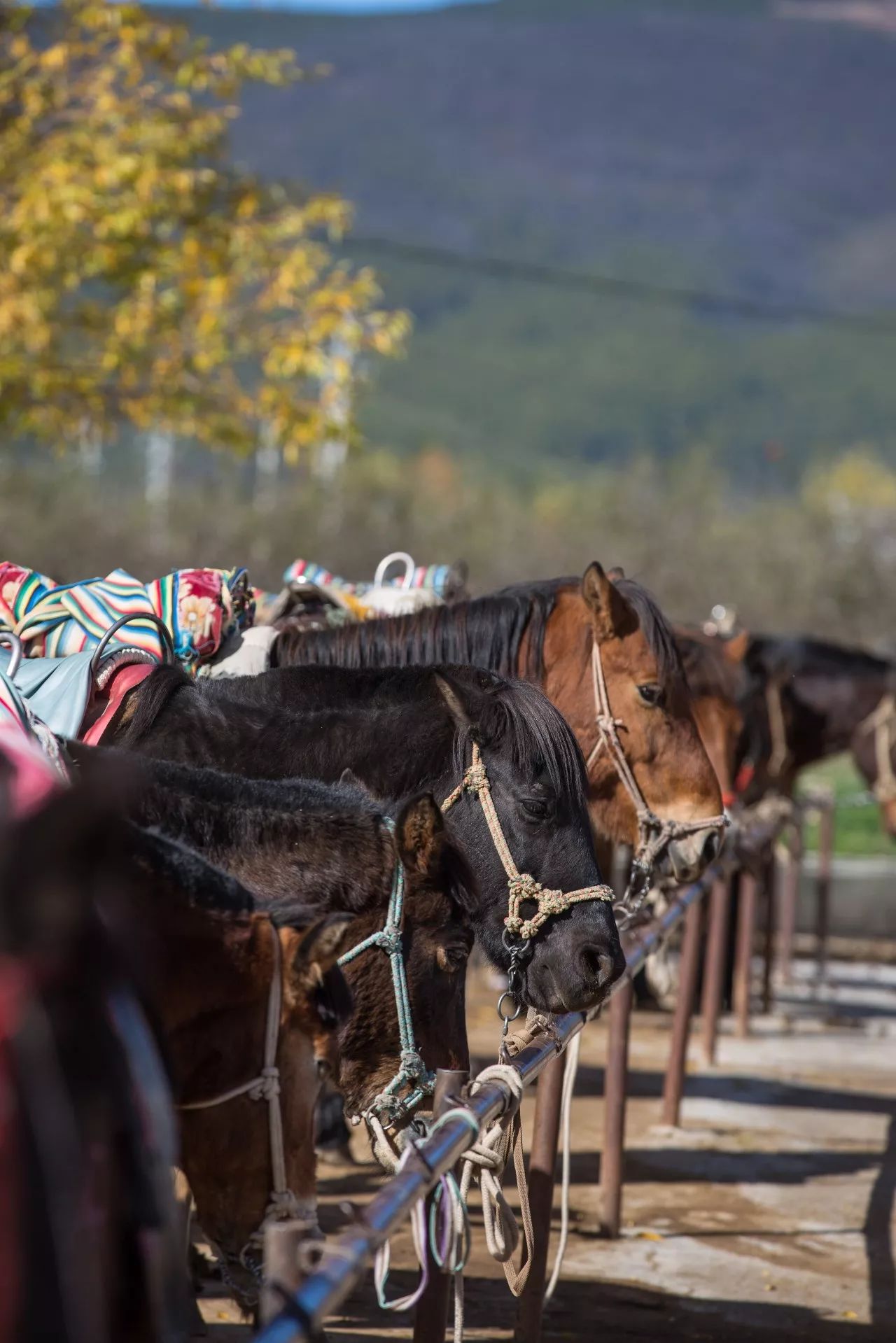 拉市海马场整治风暴过去之后