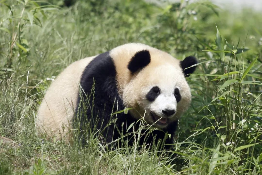 大熊猫百度百科图片