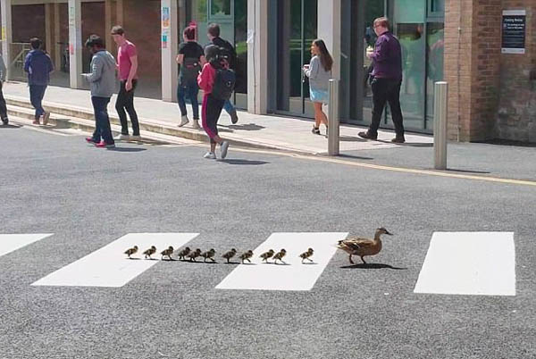 英鸭妈妈带小鸭们排队走斑马线过马路|斑马线|鸭妈妈|鸭子_新浪新闻