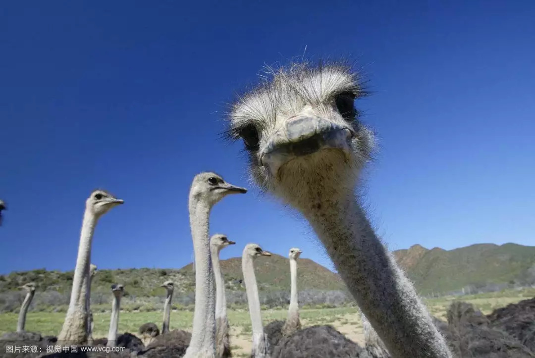 总是那同一个声音在半空说话:"食草者,你已经认出了你的出生地吗?